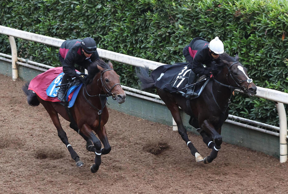 坂路をエスコーラ（左）と併せ馬で追い切るエリキング（撮影・白石智彦）