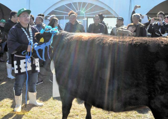 松阪牛女王に選ばれた「ともみ7」と中尾吉隆さん=2024年11月24日、三重県松阪市、本井宏人撮影