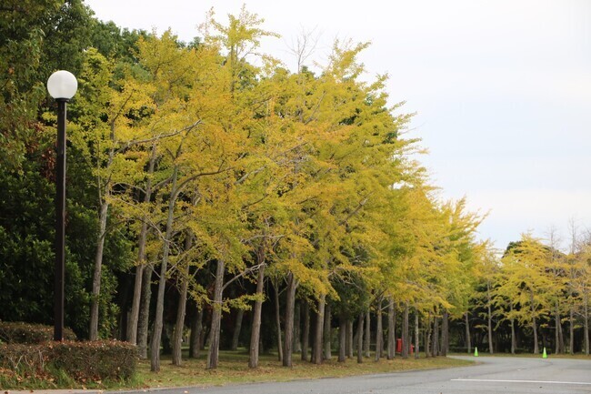 提供：公園財団　Parks Japan.F 黄葉の見頃を迎えたイチョウ（10/31(木)撮影）