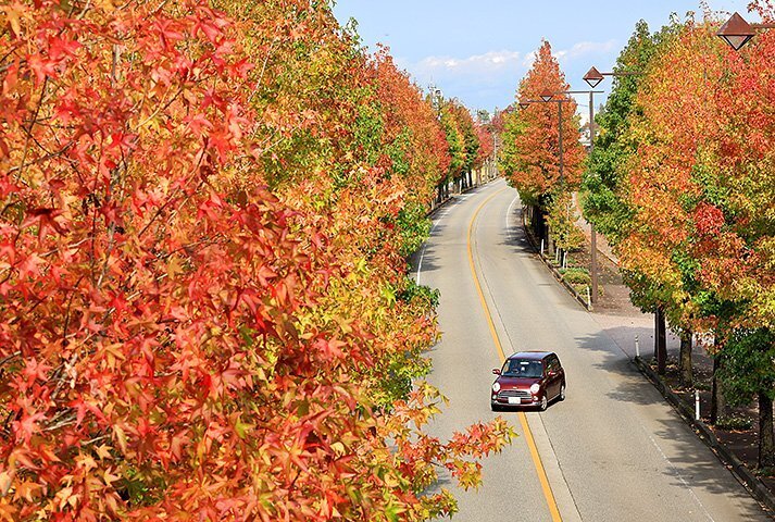 道路の両脇を木々の鮮やかなグラデーションが彩る