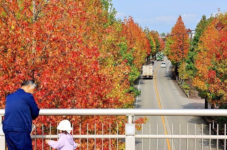 道路沿いに続く色づいたアメリカフウの並木＝富山市南中田