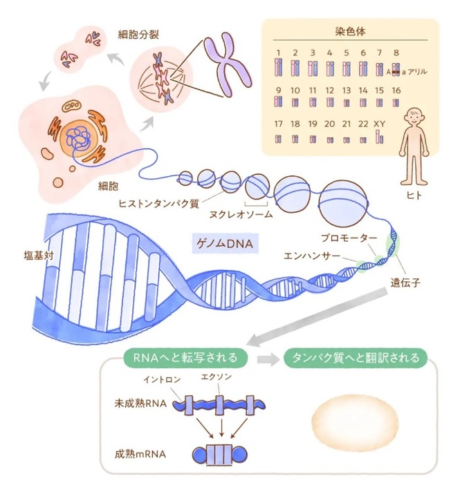 染色体と、DNAの遺伝情報をもとにたんぱく質が作られる仕組み（出典：日本医学会連合、ゲノム編集解説ウェブサイト）