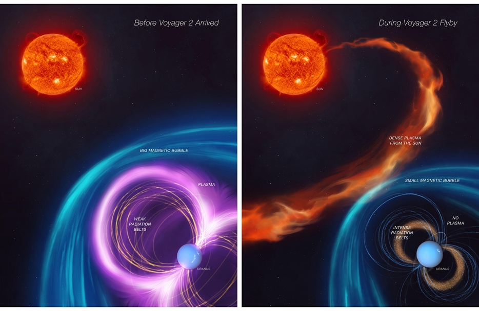 今回の研究成果をもとに描かれた、ボイジャー2号フライバイ前の天王星磁気圏（左）とフライバイ時の天王星磁気圏（右）の模式図。太陽風によって磁気圏が縮小し、放射線帯が強まり、プラズマが流出していた可能性が示された