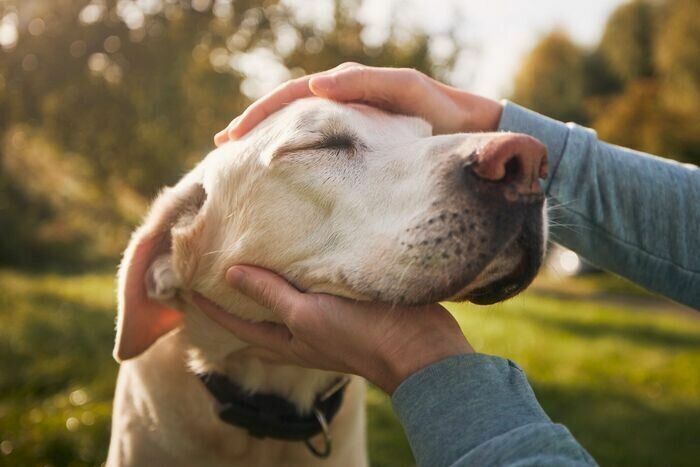 白い犬を両手で撫でる様子