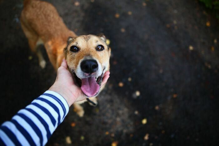 犬のまっすぐな眼差し、アイコンタクト