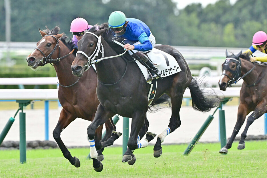 外国産馬のワイルデンウーリー