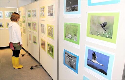 野鳥の写真が並ぶ秋季企画展=福井県若狭町の県海浜自然センター