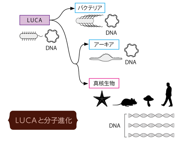 LUCAと分子進化。バクテリアとアー キアのほとんどは環状DNA 、真核生物は線状DNAをもつと考えられているため、おそらくLUCAも環状DNAをもっていただろう