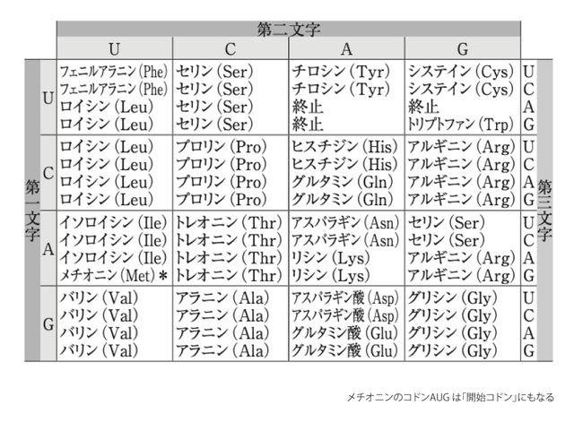 遺伝暗号の一覧(遺伝暗号表)