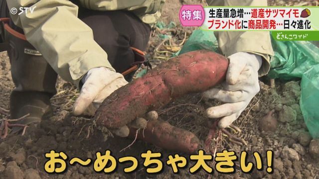 STVニュース北海道