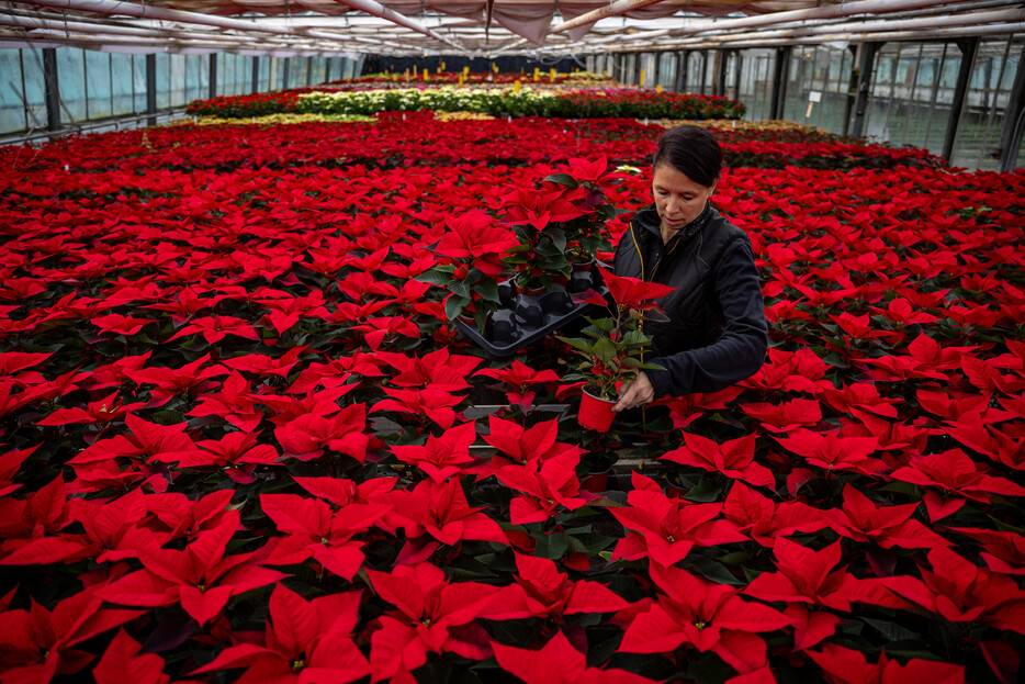 チェコのプラハ近郊にある温室で１４日、「クリスマスの花」として知られるポインセチアの出荷準備をするガーデナー。この施設で栽培される約２万株のポインセチアは、クリスマスシーズンの装飾として店頭に並ぶ。