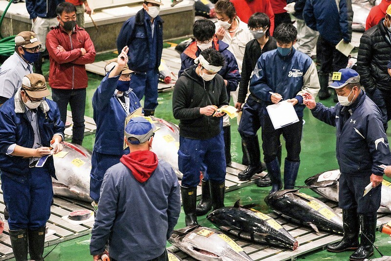 豊洲市場でのマグロの競り（2020年11月）