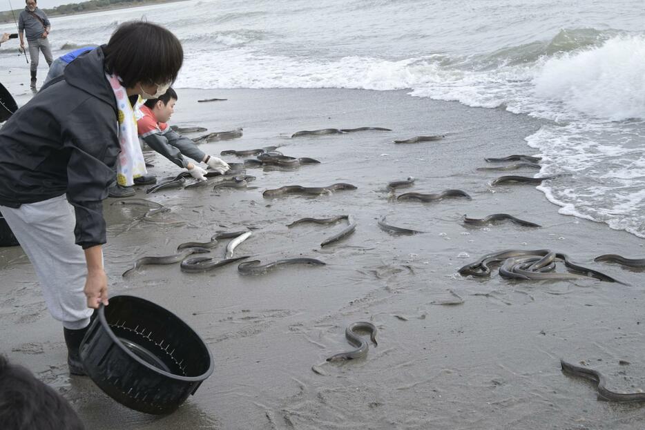 「露地池」で育ち、浜松市の天竜川河口に放流されたウナギ＝15日午前