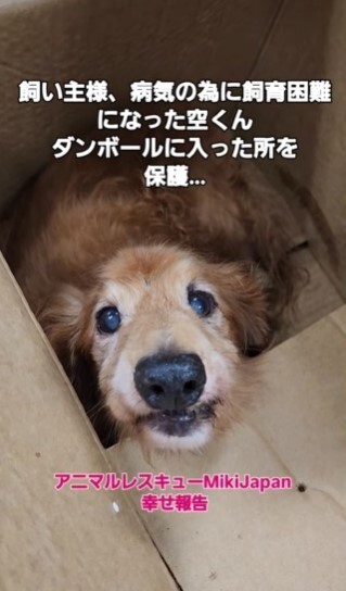 段ボールに入れられて、「アニマルレスキューMiki Japan」に引き渡されたダックス犬（北村さん提供、Instagramよりキャプチャ撮影）