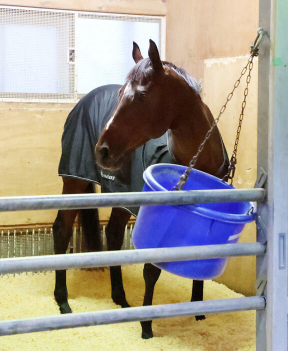 東京競馬場に到着し馬房でくつろぐドウデュース（撮影・鈴木正人）