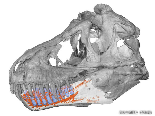 CTスキャンしたデータを用いて恐竜の骨のモデルをつくる