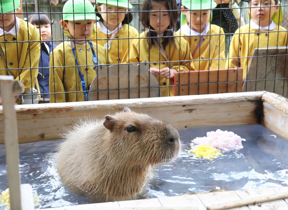 湯船に漬かるカピバラ