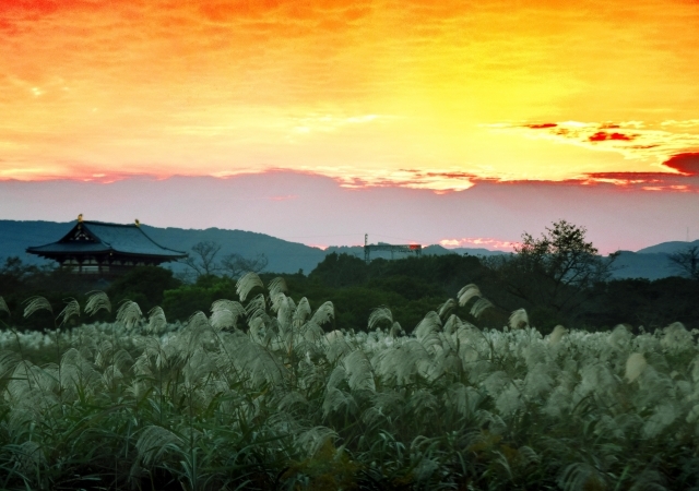 ススキやオギが群生する平城宮跡。青空があかね色に染まる夕暮れ時は穂の色が刻一刻と変わる=5日、奈良市佐紀町