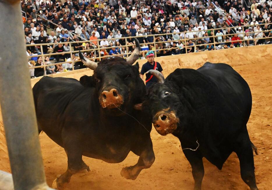 巨体同士が激しくぶつかり合い、白熱した対戦で観衆を沸かせた第121回秋の全島闘牛大会＝10日、うるま市石川多目的ドーム（ジャン松元撮影）