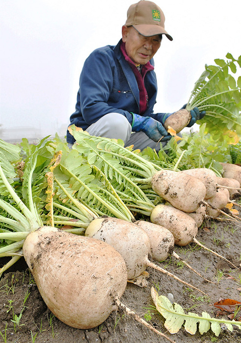 収穫が進む伝統野菜「花作大根」＝長井市