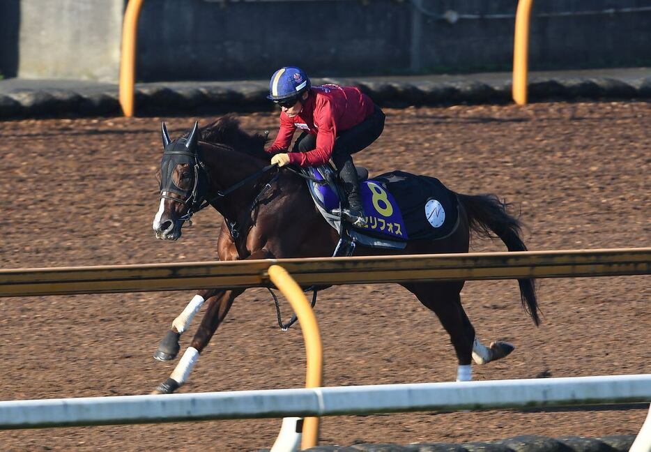 川田騎手を背に追い切りを行ったセリフォス＝栗東トレセン（撮影・岩川晋也）