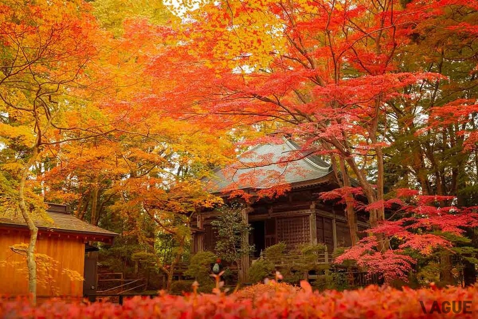 ユネスコの世界遺産に登録された岩手県平泉にある「中尊寺」は、2024年11月5日現在、半分以上が色づき、まもなく見頃を迎える