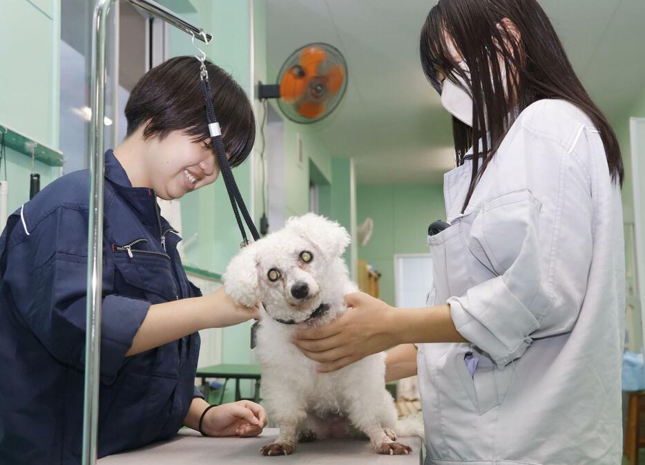 大垣養老高校の「犬クラブ」部長の加納心葉さん（右）と、ブラッシングされる保護犬のトイプードルの雌「新絆」＝2024年10月、岐阜県養老町