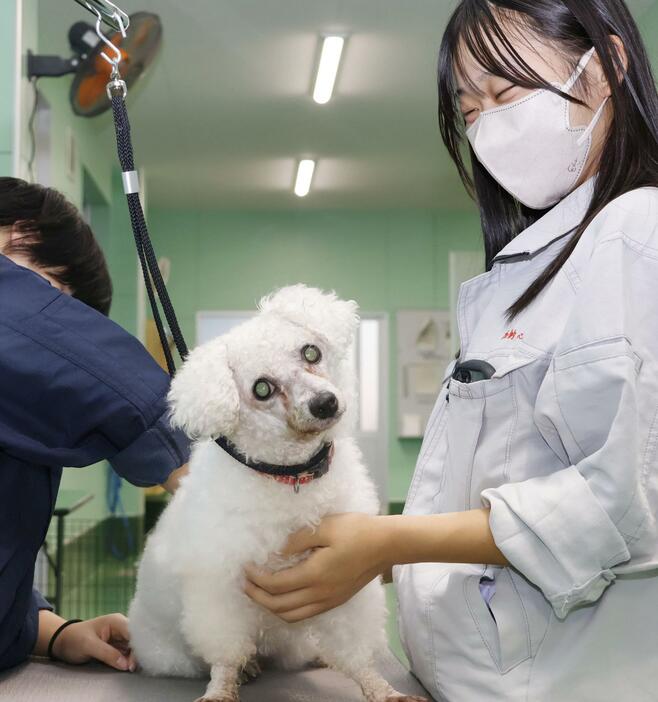 大垣養老高校の「犬クラブ」部長の加納心葉さんと、ブラッシングされる保護犬のトイプードルの雌「新絆」＝2024年10月、岐阜県養老町