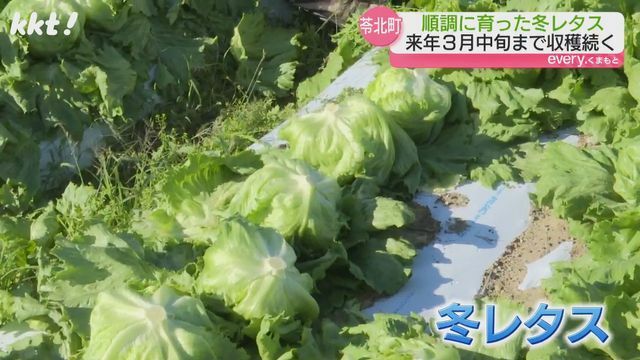 苓北町の冬レタス