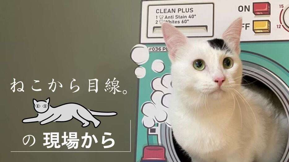 ノラ猫だったノリスケ君。里親さんは素敵な猫用品をたくさん用意してくれました