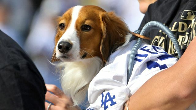 大谷翔平選手の愛犬・デコピン【写真：USA TODAY Sports/ロイター/アフロ】