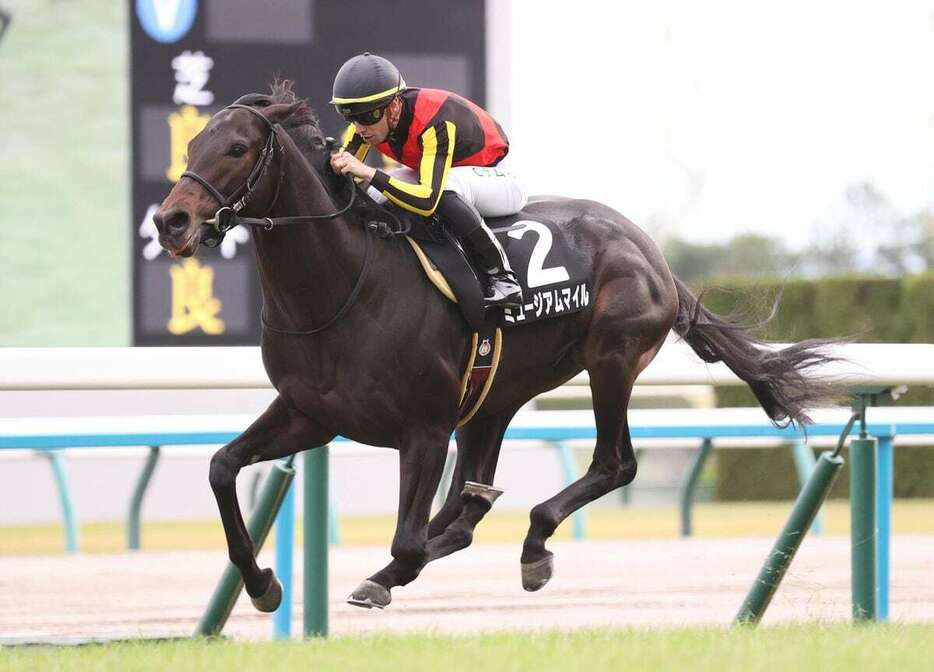 黄菊賞を制し2勝目を挙げたミュージアムマイル＝京都競馬場（撮影・安部光翁）