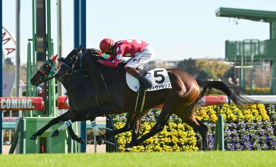 中山5レースの新馬戦を制したヴィヴァラリス　＝30日、中山競馬場（撮影・奈良武）