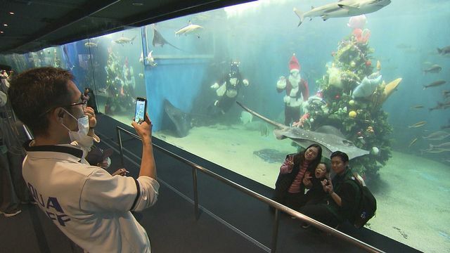 大型水槽にクリスマスツリーが登場 魚たちとムード盛り上げ(15日正午ごろ坂井市三国町)