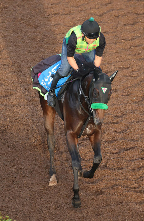 坂路を駆け上がるエンペラーワケア