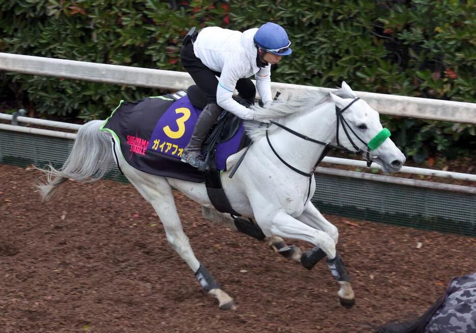 ガイアフォース＝栗東トレセン（撮影・安部光翁）