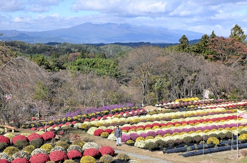 高台からの眺め。見頃を迎えたざる菊と山々を一望できる