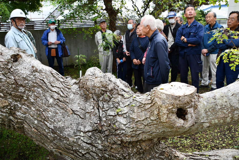 樹木医（左端）の説明を聞く守る会の会員＝館山