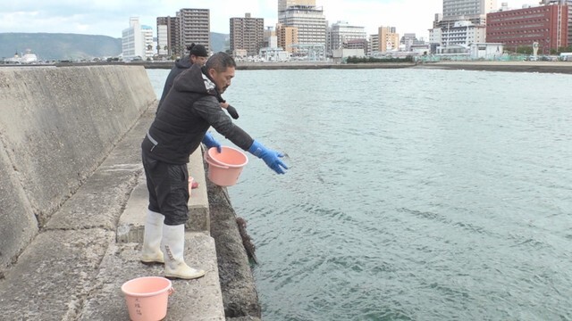 アマモの種まき　高松市浜ノ町