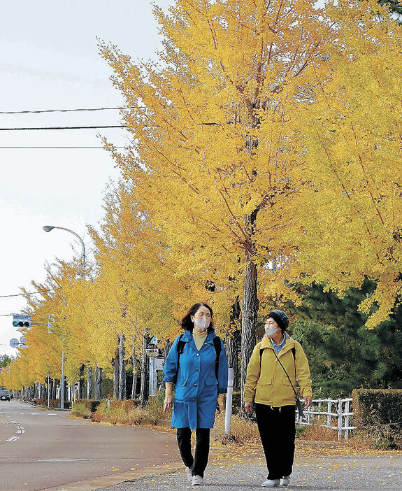 黄色に染まったイチョウ並木＝金沢市八田町