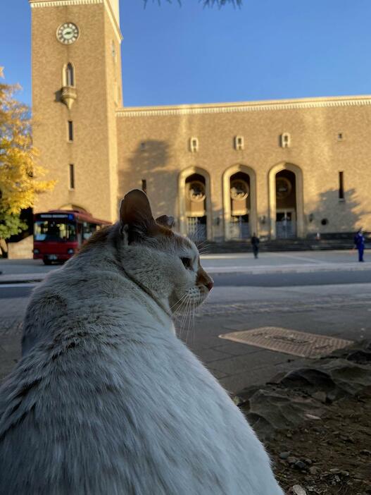 早大・早稲田キャンパスの地域猫「茶々」（写真提供＝早稲田大学地域猫の会）