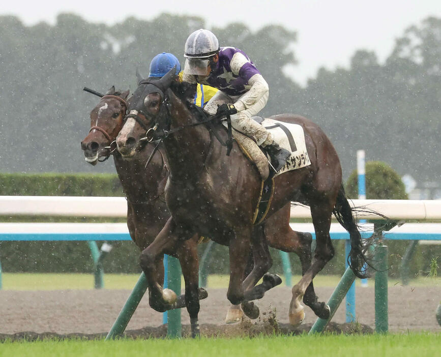 京都6R、新馬戦を制したサウンドサンライズ（撮影・白石智彦）