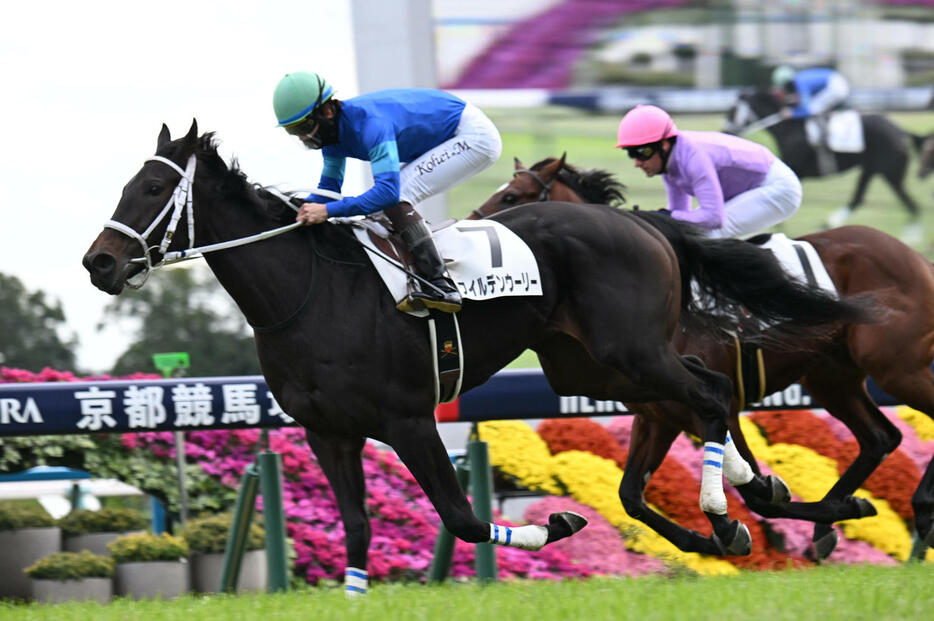 直線で抜け出し新馬戦に勝利するワイルデンウーリー（撮影・和賀正仁）