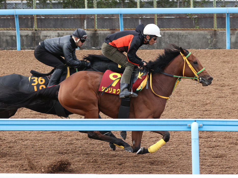 シンリョクカ（手前）はフクノブルーレイクと併せて追い切る（撮影・柴田隆二）