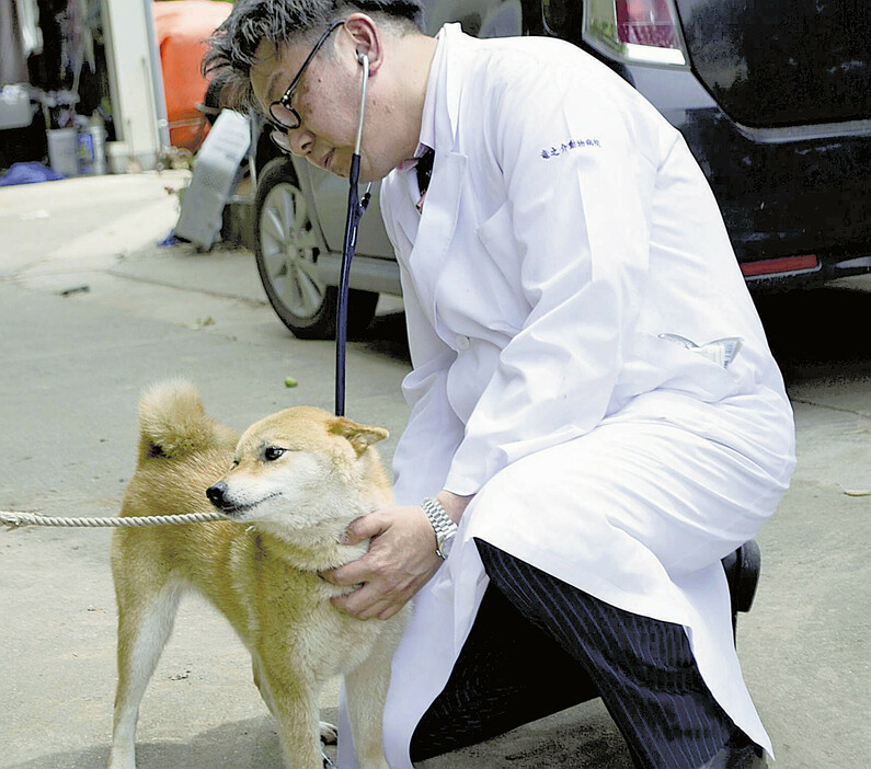 益城町で犬の診察をする徳田さん＝竜之介動物病院提供