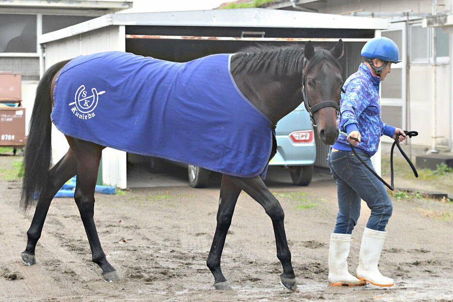 兄姉も活躍馬多数のダブルイーグル