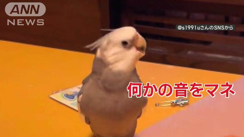 ノリノリ！頭でリズムを刻むインコさん　音マネするのは…大根おろし　なぜマネする？