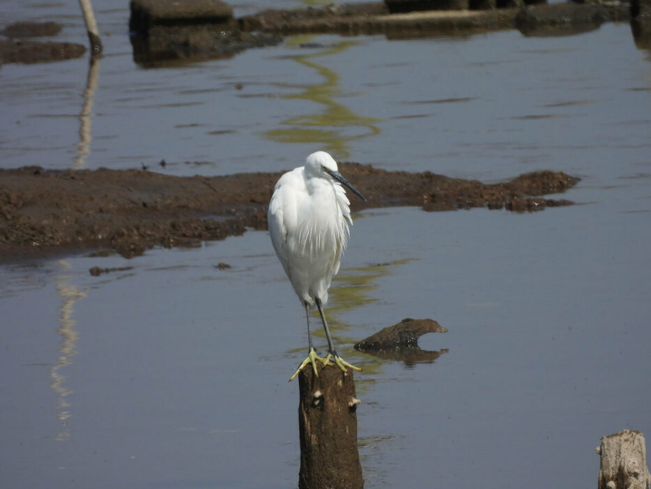 コサギ（上）とアマサギ（下）。集団で繁殖するこれらの種では、ヒナの遺棄が多い。（写真提供：濱尾章二）