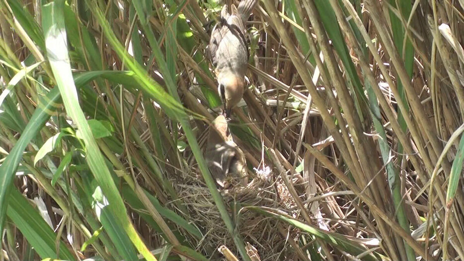 抱卵中のメス（下）に口移しで餌を与えるモズのオス（上）。（写真提供：濱尾章二　許可を得て行われた調査活動の中で撮影）