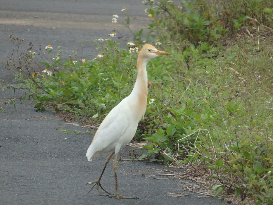 アマサギ。（写真提供：濱尾章二）